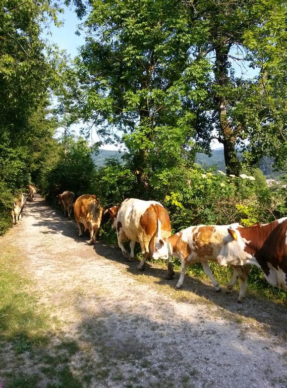 Apartmaji Matej Cvetek Bohinj Exteriér fotografie